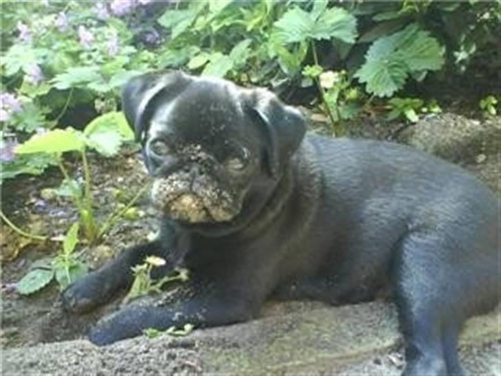 Mops Sokrates billede 1