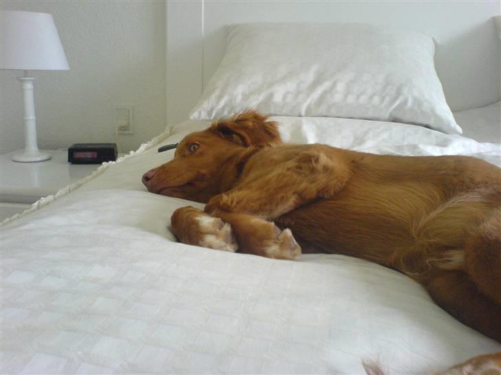 Nova scotia duck tolling retriever sofus billede 2