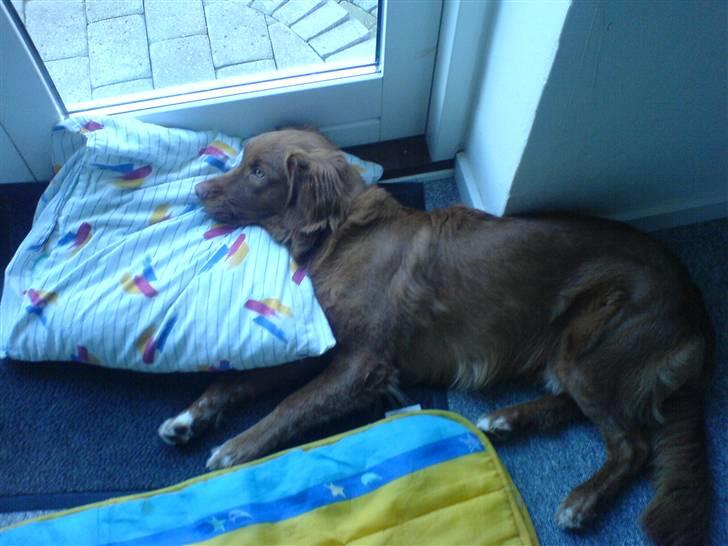 Nova scotia duck tolling retriever sofus billede 3