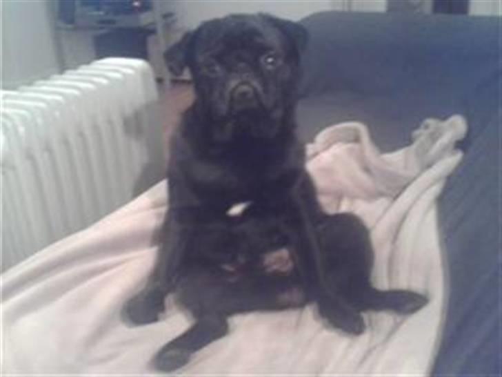 Mops Sokrates billede 2