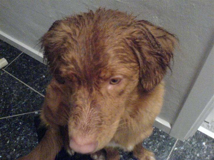 Nova scotia duck tolling retriever sofus billede 5