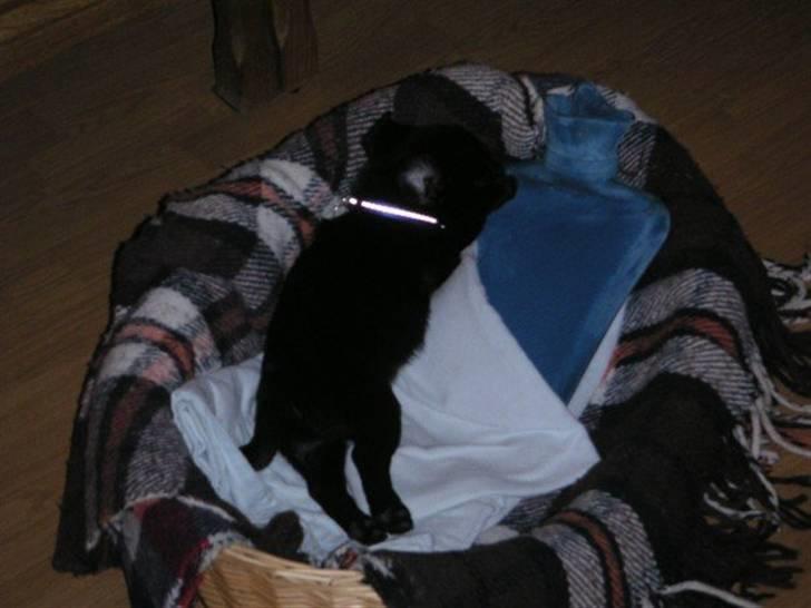 Mops Sokrates billede 3