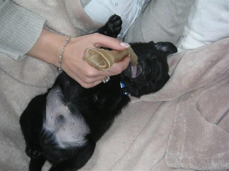 Mops Sokrates billede 4