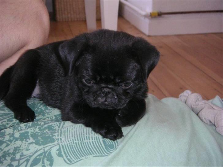 Mops Sokrates billede 5