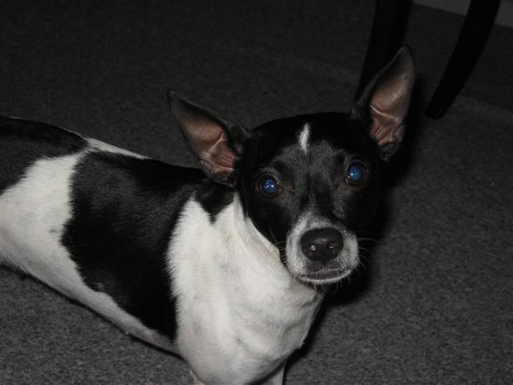 Dansk svensk gaardhund Perle billede 1