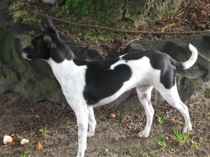 Dansk svensk gaardhund Perle billede 2