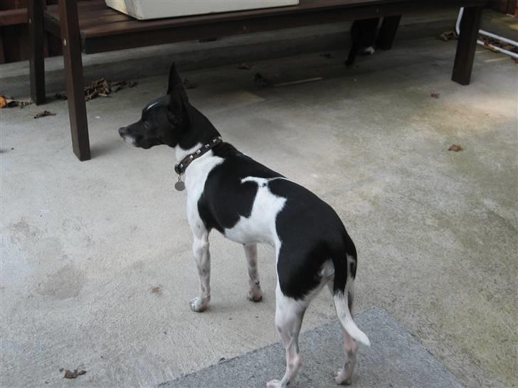 Dansk svensk gaardhund Perle billede 3