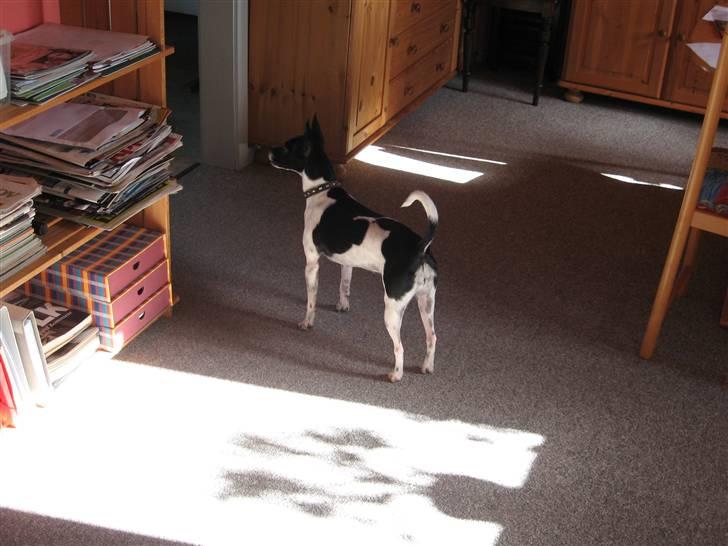 Dansk svensk gaardhund Perle billede 4