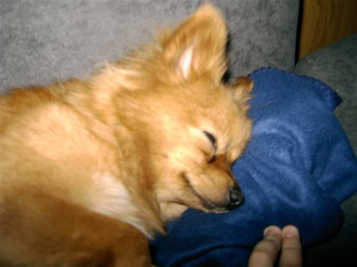 Pomeranian Fie - Hvor er jeg træt.... billede 7