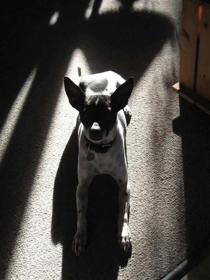 Dansk svensk gaardhund Perle billede 5