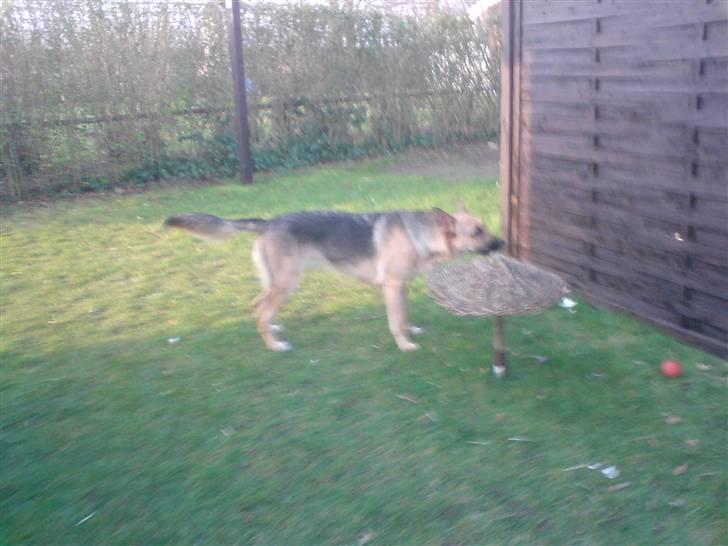 Blanding af racer Sif - Meget Mækeligt Billede det der  billede 2