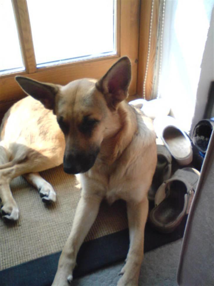 Blanding af racer Sif - SiiF ligger og slaper af "<3" billede 3