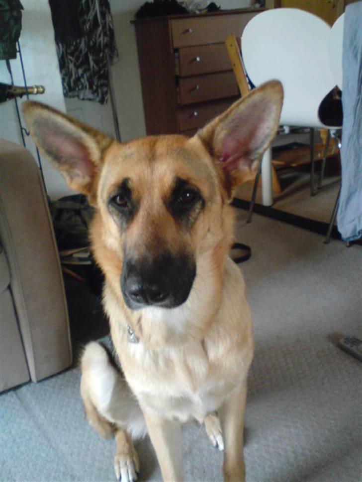 Blanding af racer Sif - heej der ude billede 4