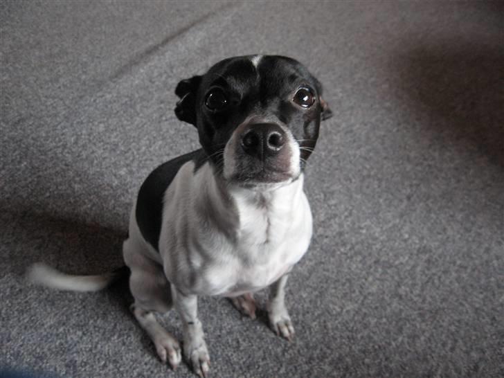 Dansk svensk gaardhund Perle billede 6