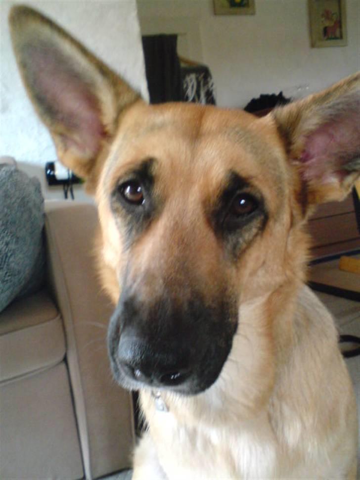 Blanding af racer Sif - SiiiiiFF  "<3" hvor er du Dejlig  billede 5