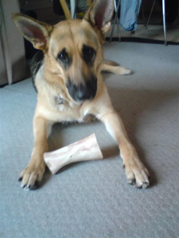 Blanding af racer Sif - DET ER MIT KØDBEN billede 6