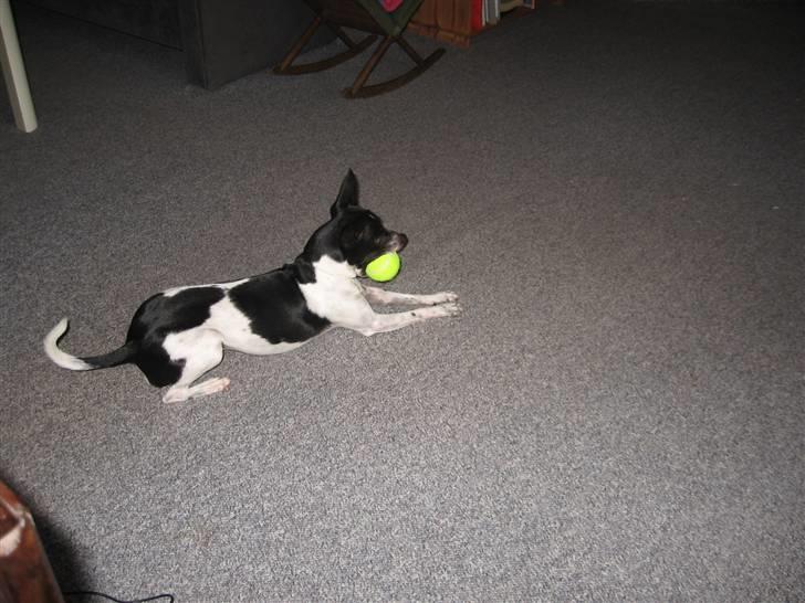 Dansk svensk gaardhund Perle billede 7