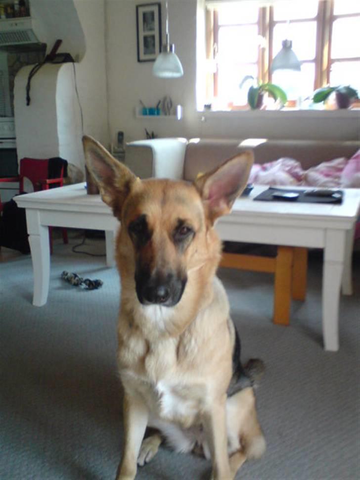 Blanding af racer Sif - hvad er det du laver  billede 7