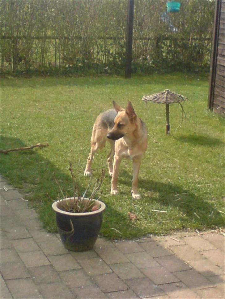 Blanding af racer Sif - det er også dejligt at få luft  billede 8