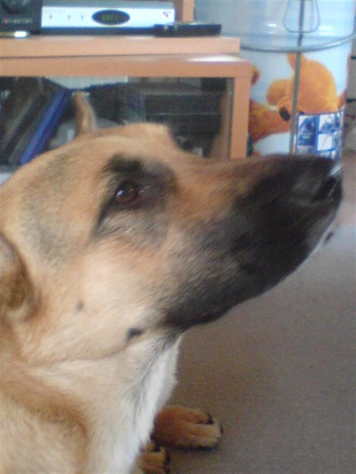 Blanding af racer Sif - dejligt at være en dame billede 9