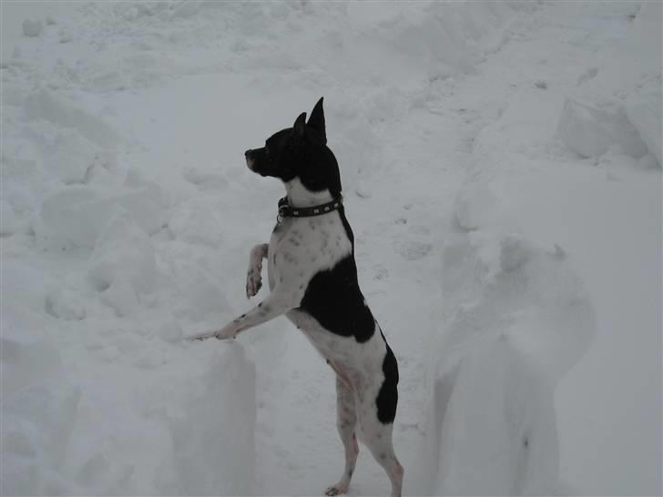 Dansk svensk gaardhund Perle billede 8