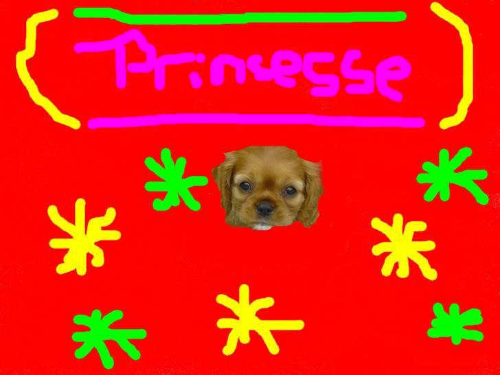 Cavalier king charles spaniel Alberte billede 16