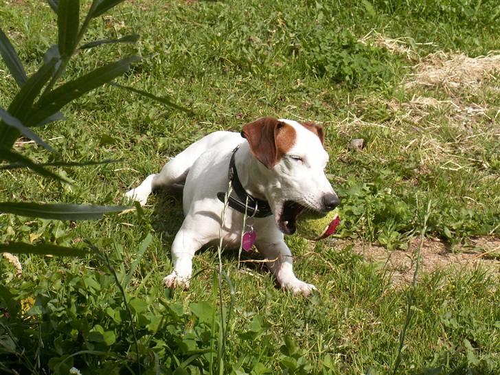 Jack russell terrier bella billede 1