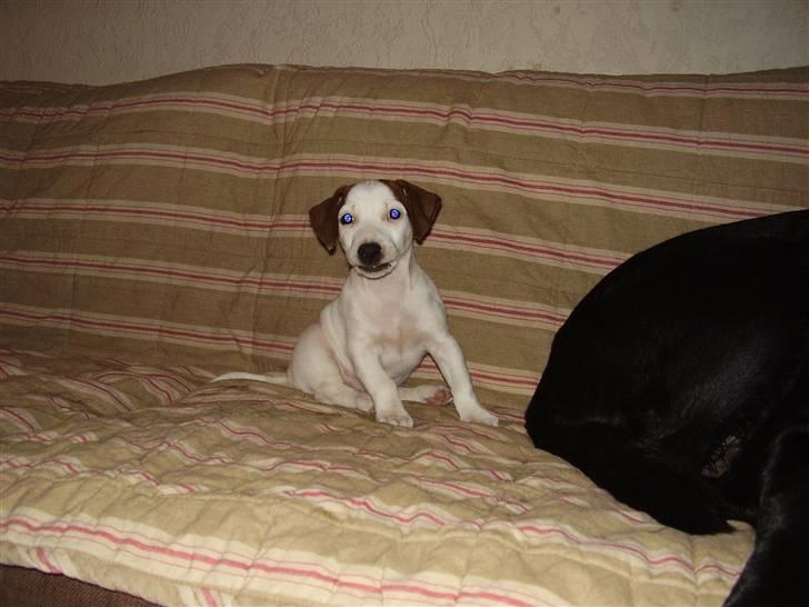Jack russell terrier bella billede 2