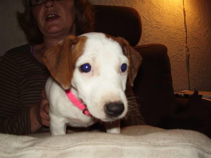 Jack russell terrier bella billede 3