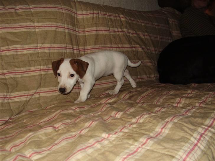 Jack russell terrier bella billede 4