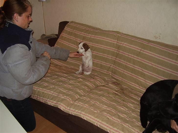 Jack russell terrier bella billede 5