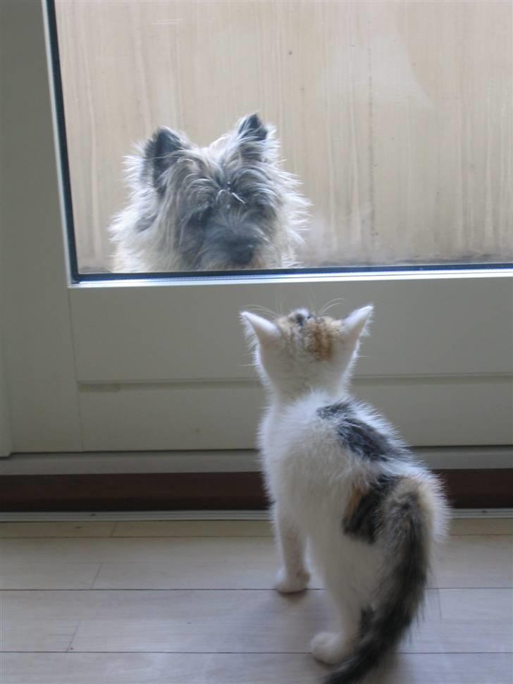 Cairn terrier Sofie billede 13