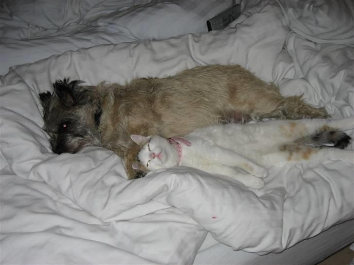 Cairn terrier Sofie billede 14