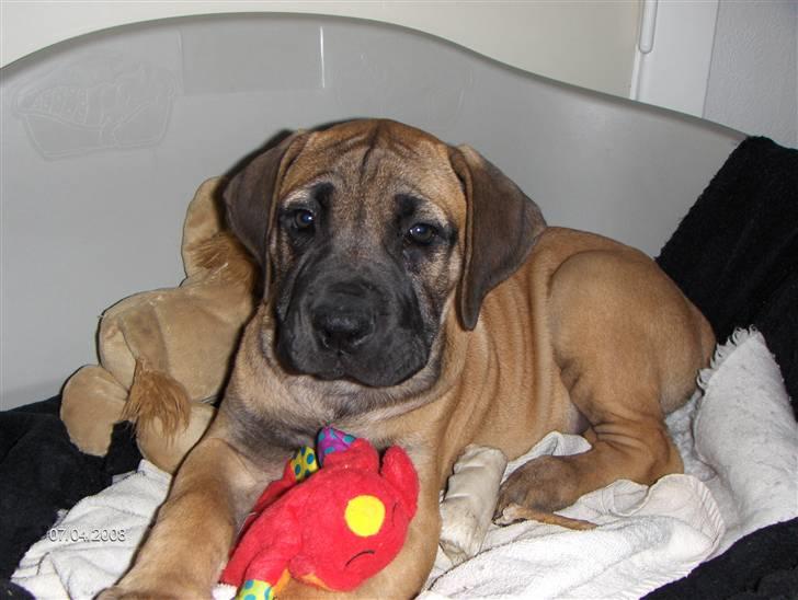Boerboel Boelsplaas Nala - Nala 9½ uge gammel, se også fotoalbum billede 9