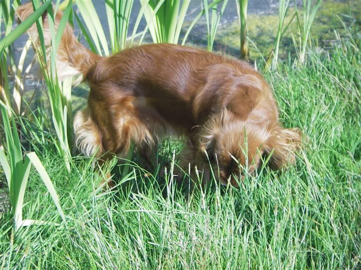 Cavalier king charles spaniel Kikki billede 18