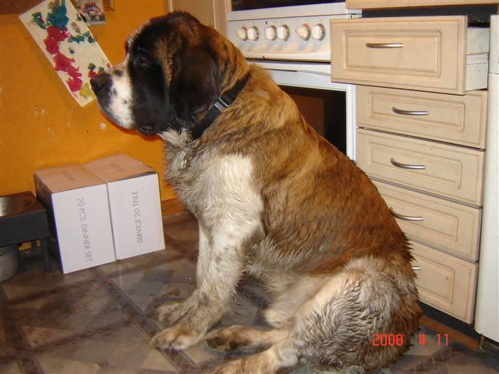 Sankt bernhardshund Balder - Her har jeg så været ude på egen hånd så jeg er blevet lidt beskidt billede 16