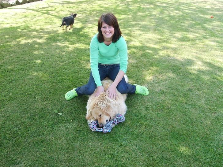 Golden retriever Buster billede 12