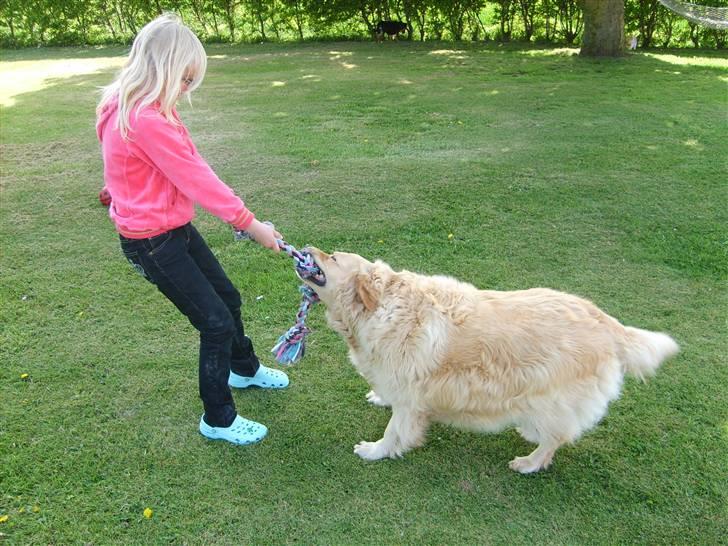 Golden retriever Buster billede 13