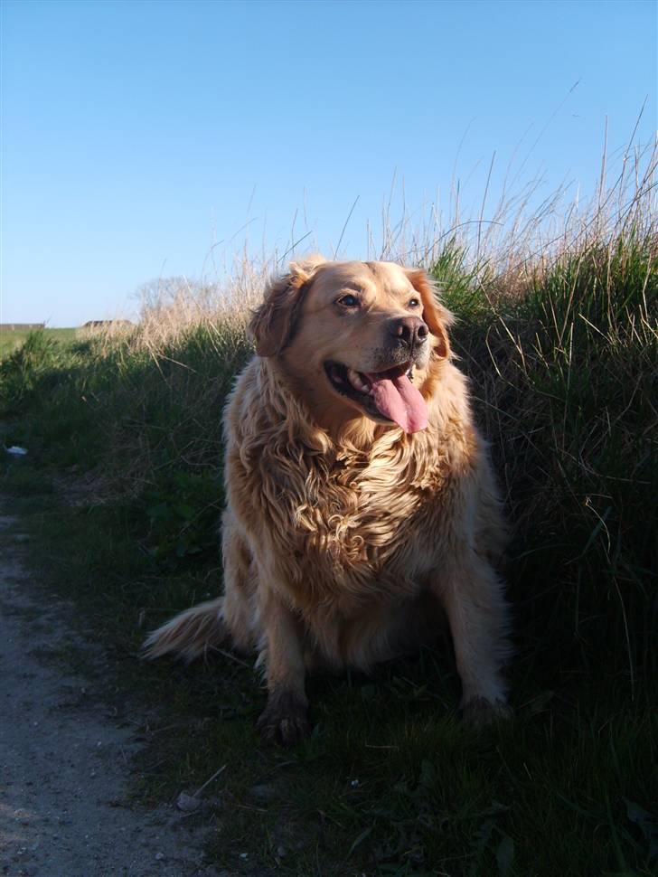 Golden retriever Buster billede 14