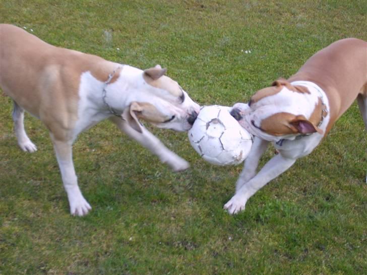 Amerikansk bulldog Bono R.I.P 2007- 2010 billede 19