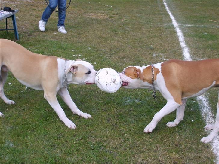 Amerikansk bulldog Bono R.I.P 2007- 2010 billede 20