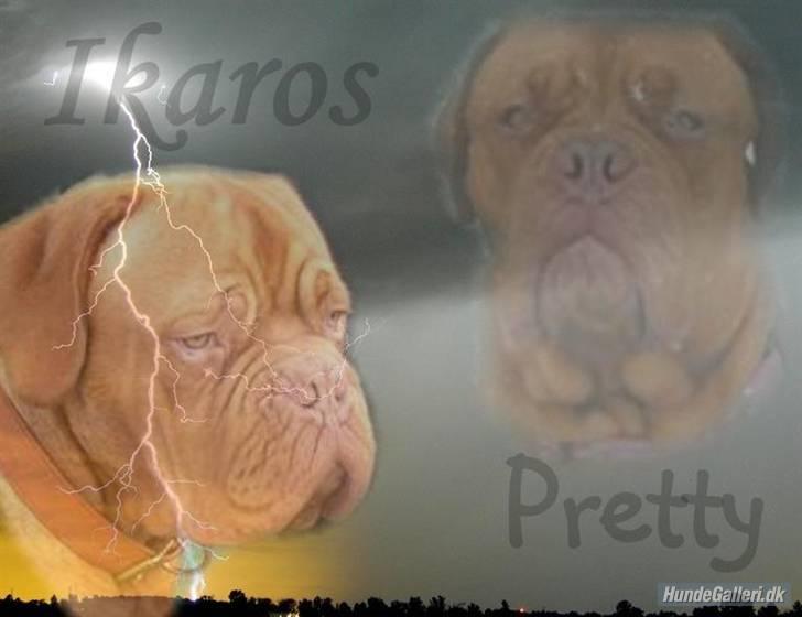 Dogue de bordeaux Ikaros R.I.P. - Lavet af Maria Kingo billede 9