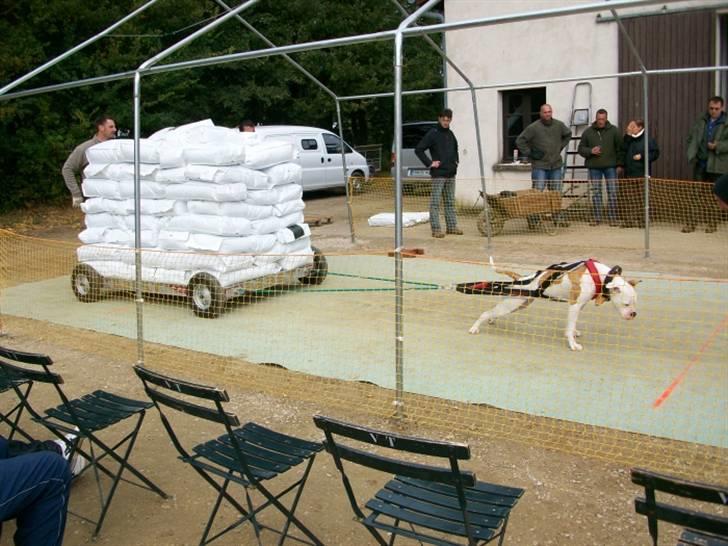 Amerikansk bulldog American Angel - Angel laver weightpull i D.W.P.A  billede 1