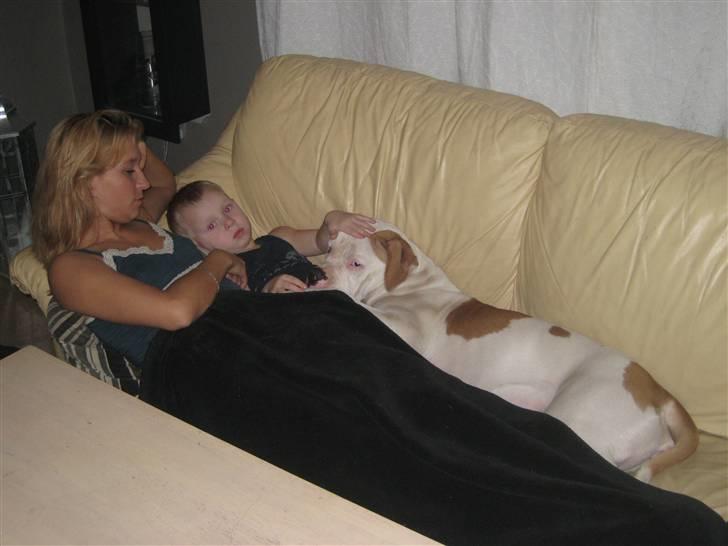 Amerikansk bulldog American Angel - Louise & Mathias hygger med Angel.. Hyggeligt haha.... billede 2