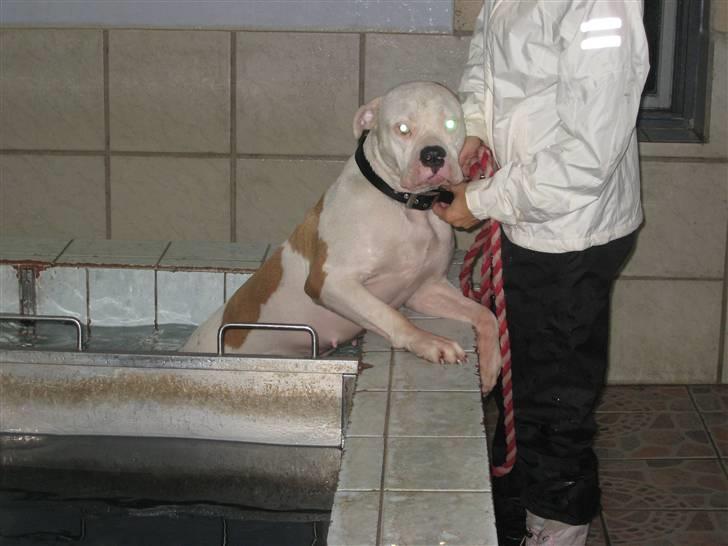 Amerikansk bulldog American Angel - Svømning for kun 3 gang.... Lidt trist, men ok billede 3