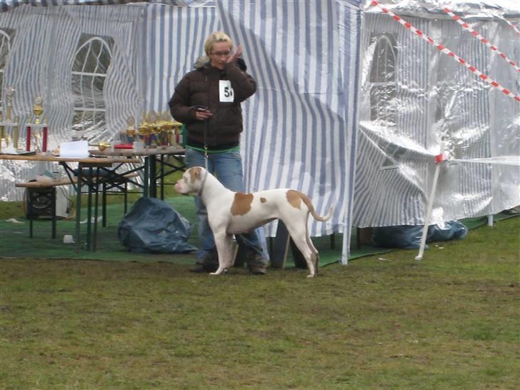 Amerikansk bulldog American Angel - Bulldog show i Tyskland i Marts 08. billede 4