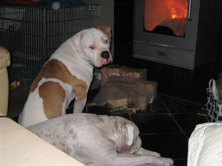 Amerikansk bulldog American Angel - Ja varme kan man jo ikke få nok af " Dejligt" billede 5