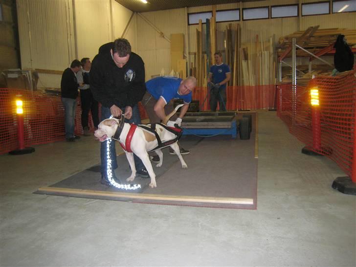 Amerikansk bulldog American Angel - Angel´s første stævne i Findland 34,6 x kropsvægt vinder af MWPP billede 6