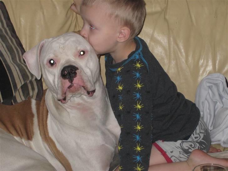 Amerikansk bulldog American Angel - Mathias elsker at kysse med Angel, Ja Angel elsker det også. billede 7