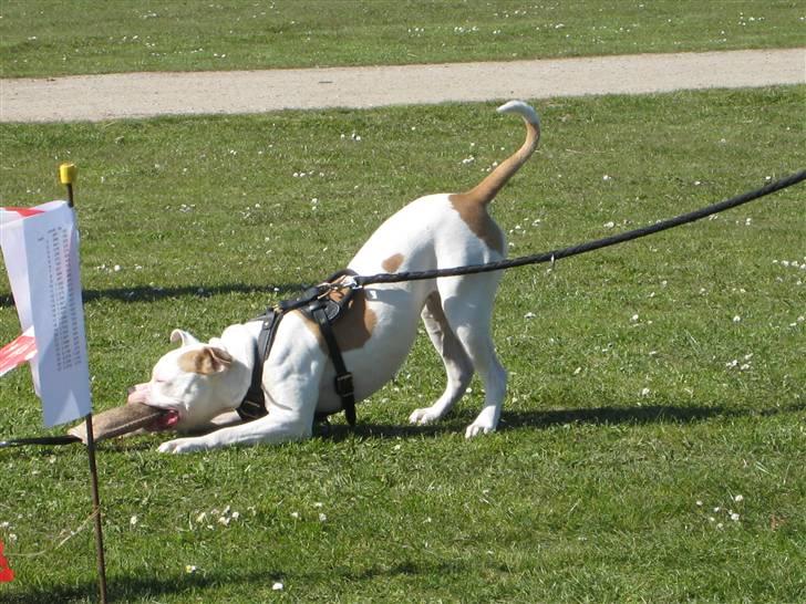 Amerikansk bulldog American Angel - Tug på fyn Angel elsker det... billede 8